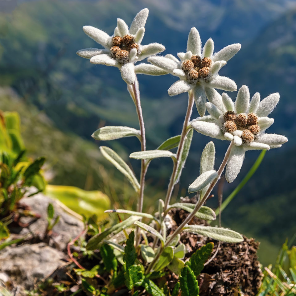 Edelweiss flower