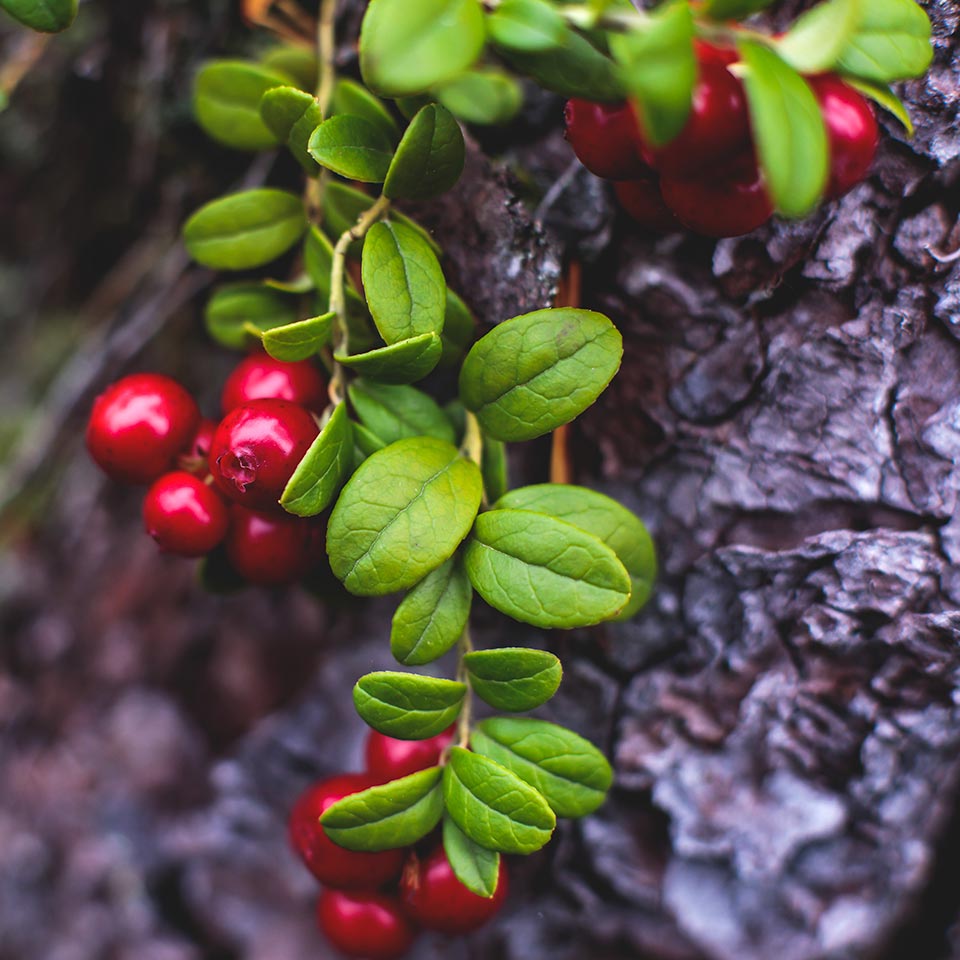 Berries