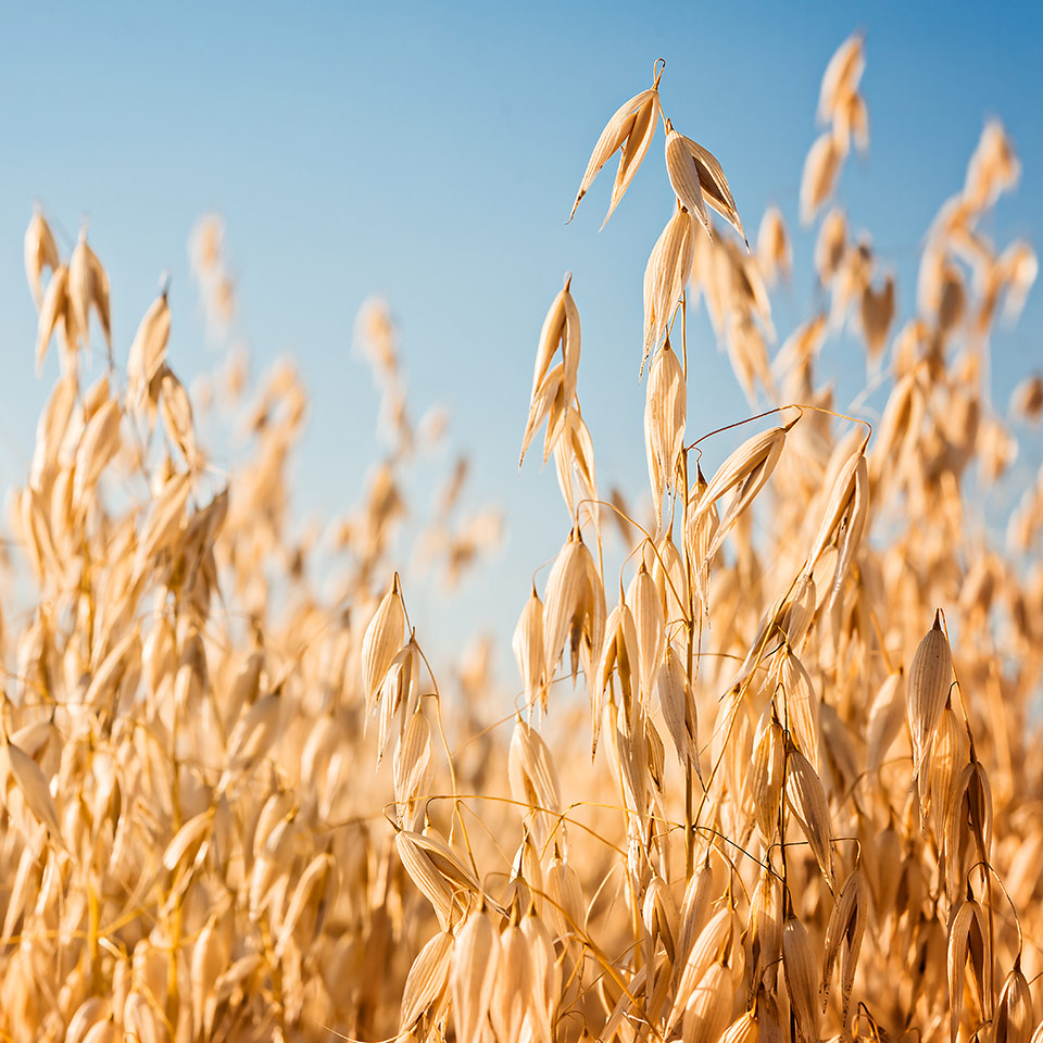 Oat field